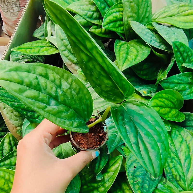 Monstera Peru Plant (Sapling) - Image 2