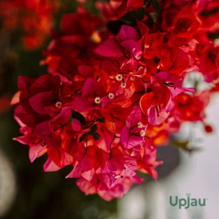 Buy Red Bougainvillea Flower Plant Online India – Bougainvillea Vine Sapling from Upjau