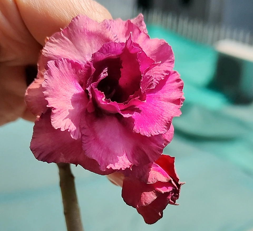 Adenium Urmila Grafted (Triple Petal Dark Purple) - Image 3