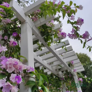 Garlic Vine Purple Flower Climber Plant sapling in bloom