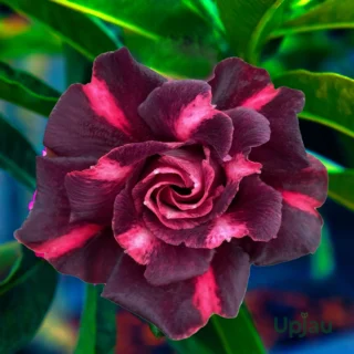 Adenium Pooja (Triple Petal Dark Maroon)