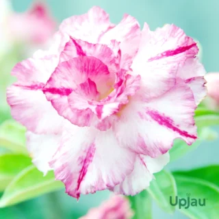 Adenium Meenaskhi Grafted (Double Petal Pink)