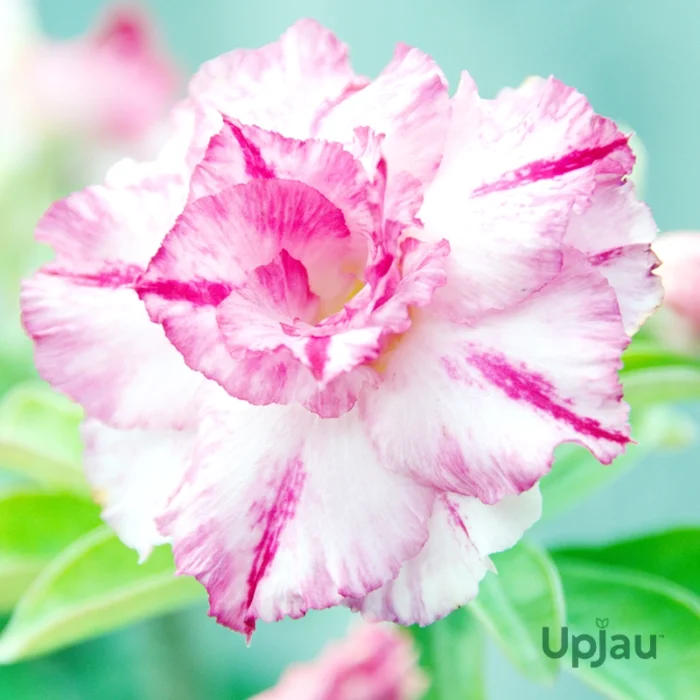 Adenium Meenaskhi Grafted (Double Petal Pink)