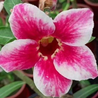 Adenium Savitri Grafted (Single Petal Red White)
