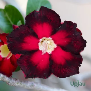 Adenium Mamta Grafted (Single Petal Double Color Hot Red)