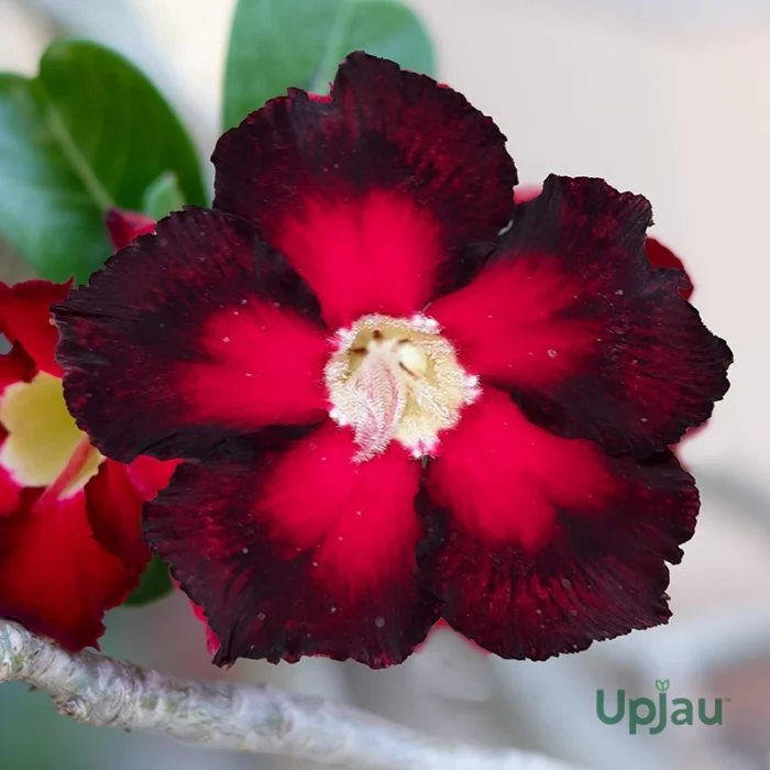 Adenium Mamta Grafted (Single Petal Double Color Hot Red)