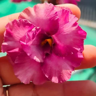 Adenium Urmila Grafted (Triple Petal Dark Purple)