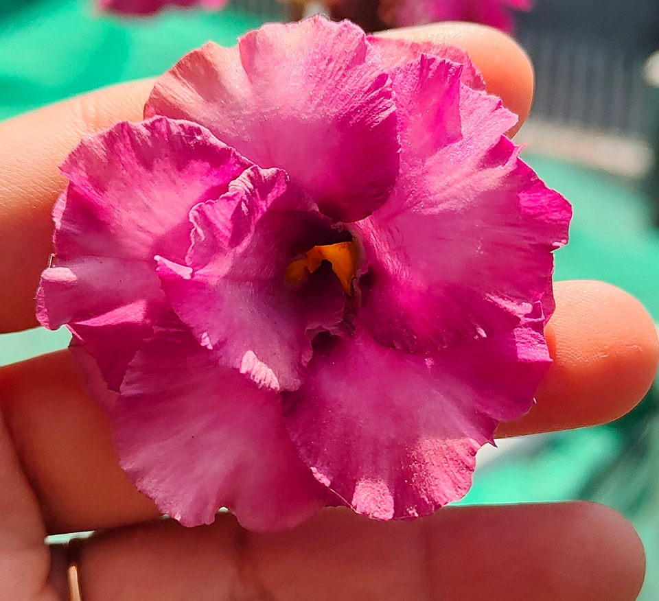 Adenium Urmila Grafted (Triple Petal Dark Purple)