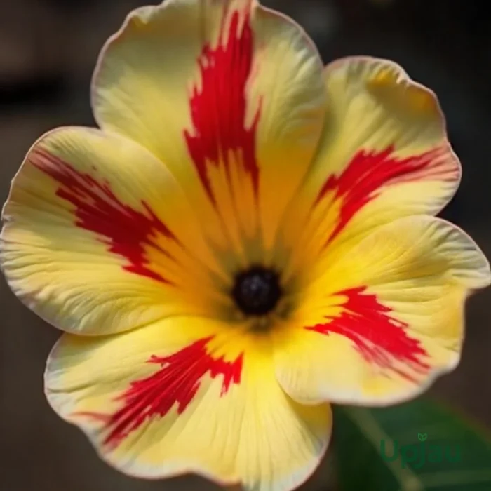 Adenium Minakshi Grafted (Single Petal light yellow red)
