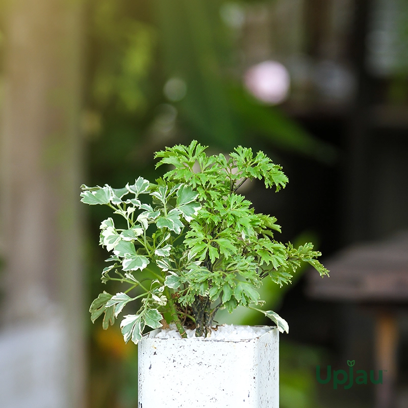 Aralia Variegated Plant Sapling - Image 3