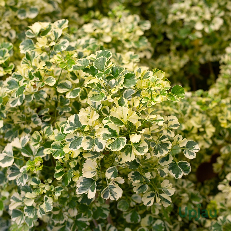 Aralia Variegated Plant Sapling - Image 2