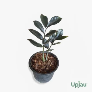 buy black raven zz plant online India