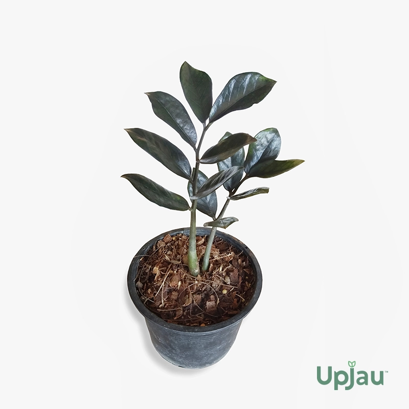 buy black raven zz plant online India