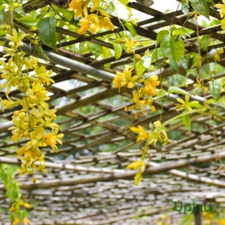 buy golden shower cascade climbing plant sapling
