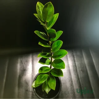 buy zz plant online india