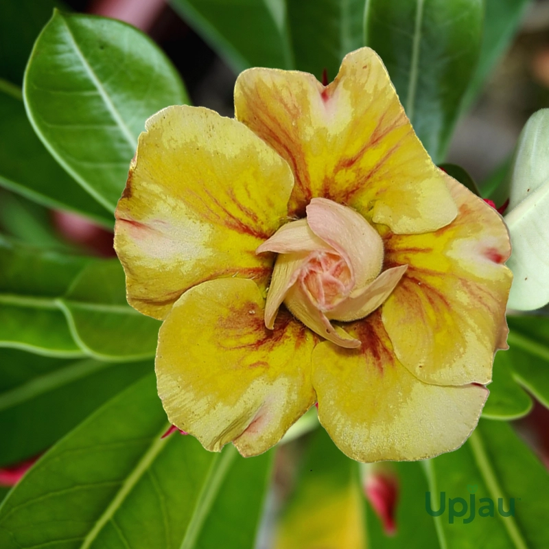 Adenium Rosy Grafted (Double Petal Yellow Dual Color)
