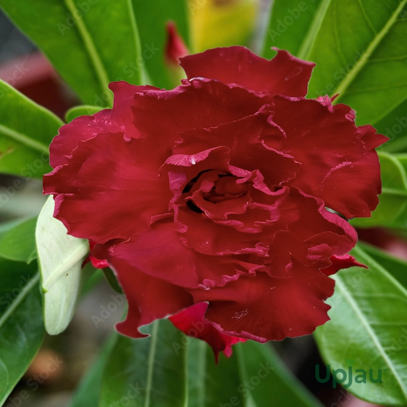 Adenium Rosy Grafted (Double Petal Dark Red)