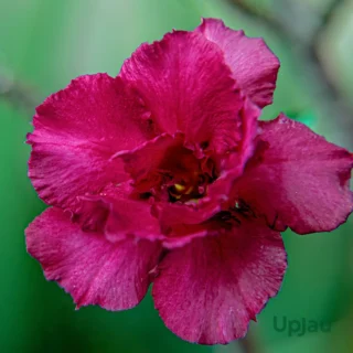 Adenium Plant Rosy Grafted (Double Petal Hot Pink)