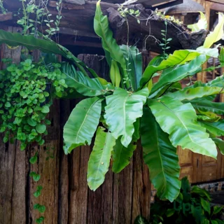 bird's nest fern