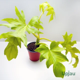 Philodendron Golden Selloum sapling