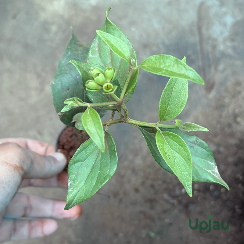 Parijat Plant Sapling (Coral Jasmine / Night Flowering Jasmine / Harsingar / Dwarf Single Petal Jasmine) - Image 2