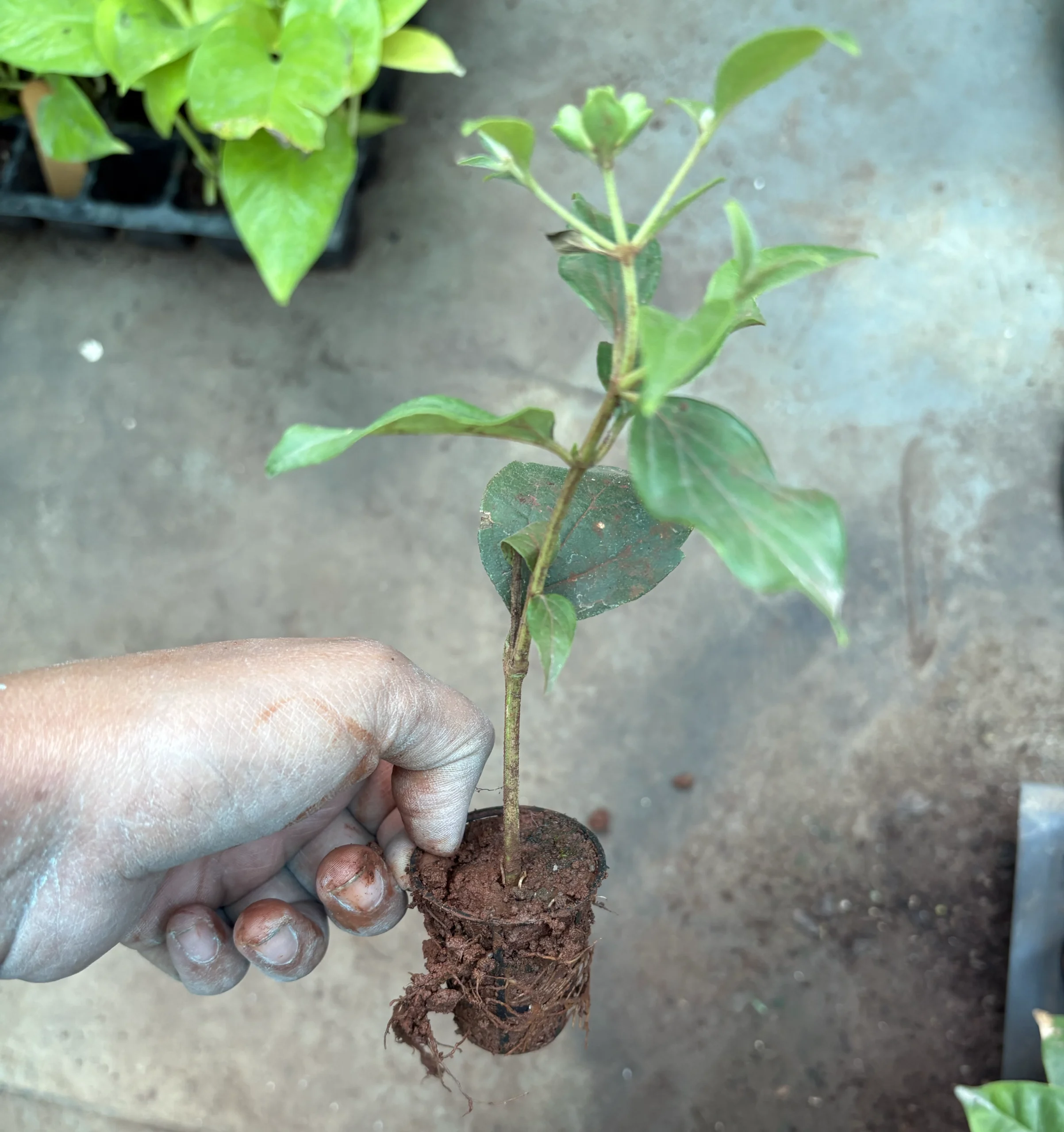 Parijat Plant Sapling (Coral Jasmine / Night Flowering Jasmine / Harsingar / Dwarf Single Petal Jasmine) - Image 3