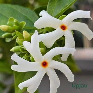 Parijat Plant / Coral Dwarf Single Petal Jasmine Plant /  Night Flowering or Harsingar Plant (Sapling)