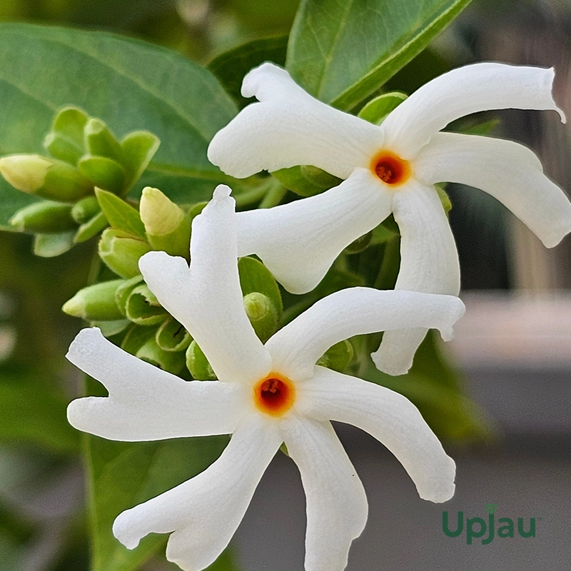 Parijat Plant / Coral Dwarf Single Petal Jasmine Plant / Night Flowering or Harsingar Plant (Sapling)