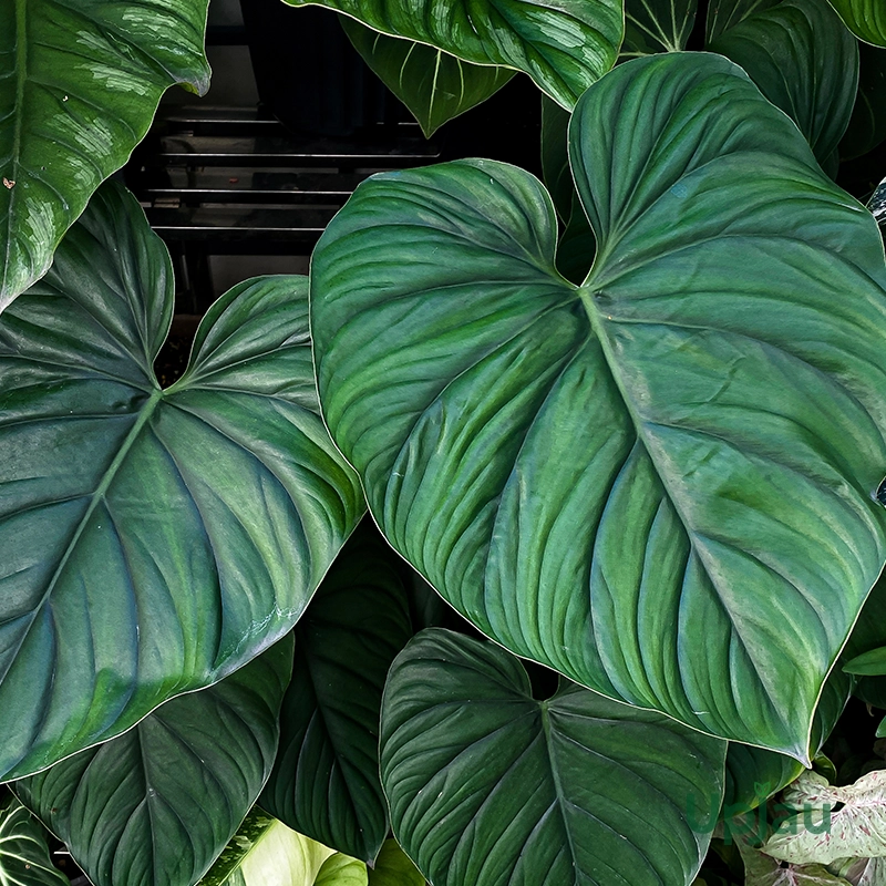 Philodendron Colombia Silver (Sapling)