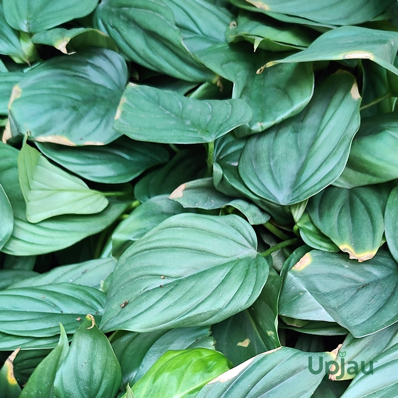 Philodendron Colombia Silver (Sapling) - Image 3