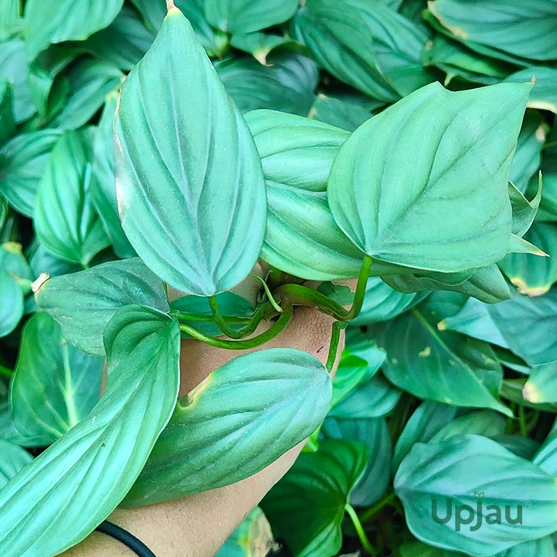 Philodendron Colombia Silver (Sapling) - Image 2