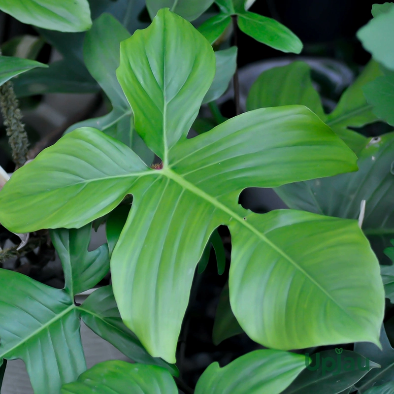 Philodendron Squamiferum Plant (Sapling) - Image 5
