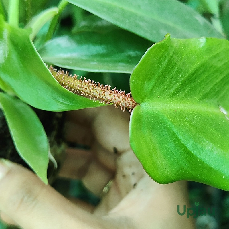Philodendron Squamiferum Plant (Sapling) - Image 3
