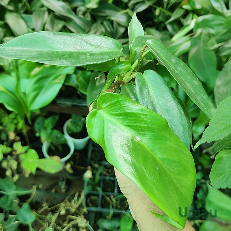 Philodendron Squamiferum Plant (Sapling) - Image 2