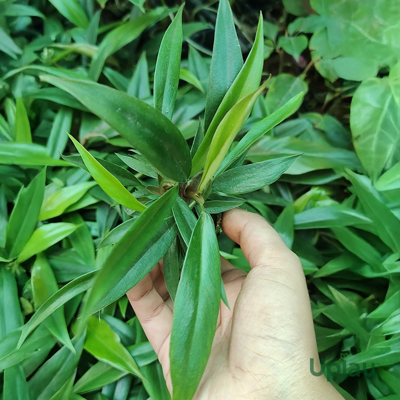 Philodendron Caramel Pluto (Sapling) - Image 2