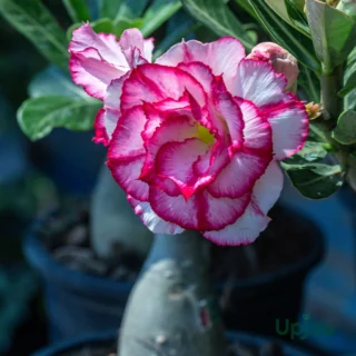 Adenium Rosy Grafted (Double Petal Shine Pink) Plant
