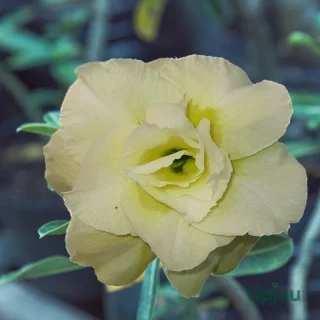 Adenium Rosy Grafted Plant Double Petal Pastel Yellow