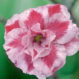 Adenium Plant Rosy Grafted (Triple Petal Dual Tomato Colour )