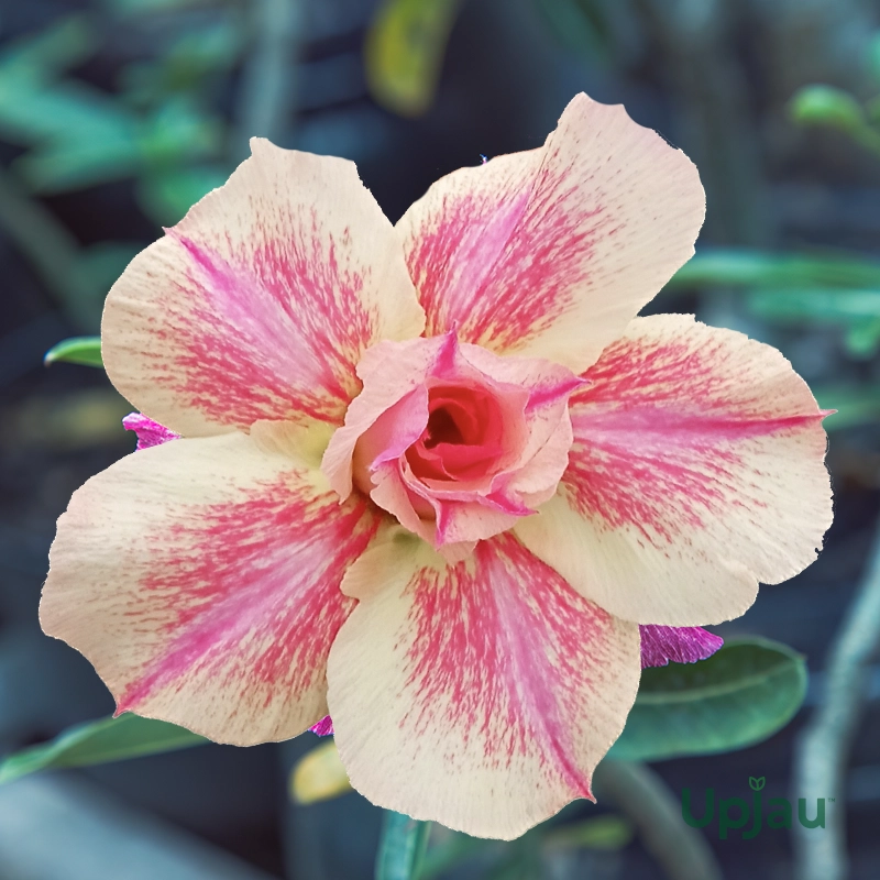Adenium Plant Rosy Grafted (Triple Petal Yellow & Pink)
