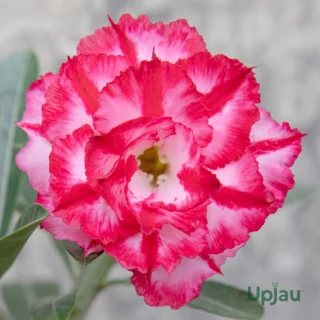 Adenium Rosy Grafted (Red & White)