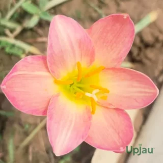 Rain Lily Hybrid Zephyranthes Aurora Bulb