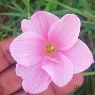 Rain Lily Hybrid Zephyranthes Sakura Bulb