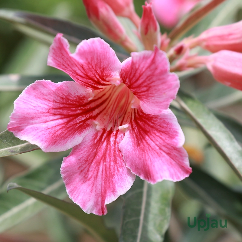 Adenium Single Petal Red Liner