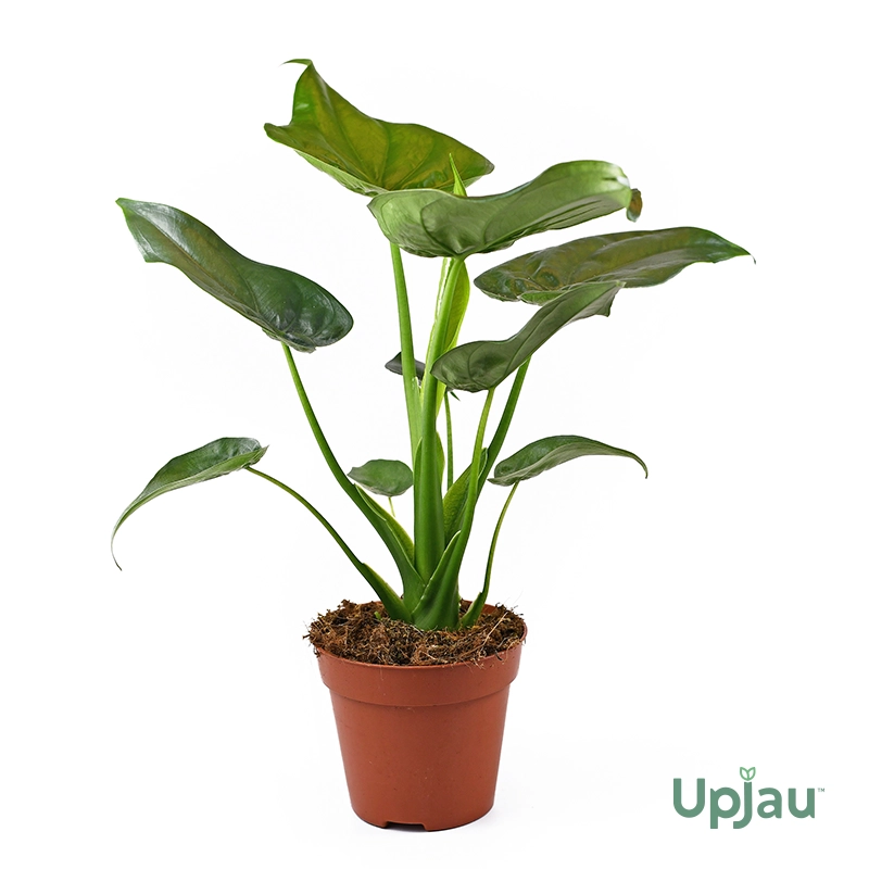 Alocasia Cucullata Plant - Image 2