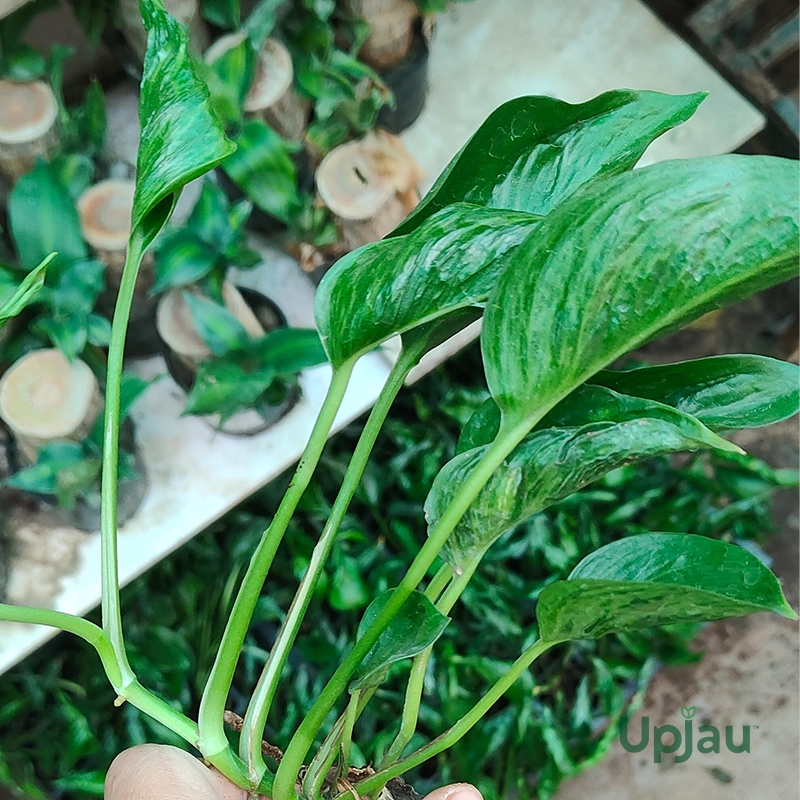 Shangri la/ Sleeping Money Plant (Sapling) - Image 2