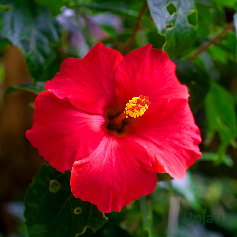 Close-up of red double-bloom Chinese Hibiscus flower
