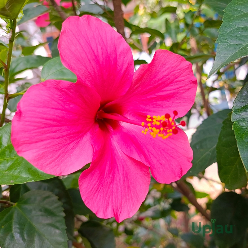 Hibiscus / Gulhad Viceroy / Chinese Hibiscus Plant (Sapling) - Image 3
