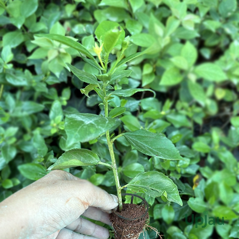 Hibiscus / Gulhad Viceroy / Chinese Hibiscus Plant (Sapling) - Image 5