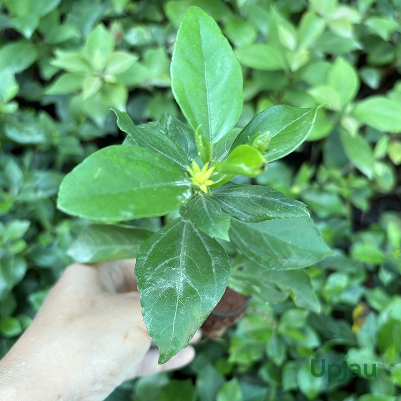 Hibiscus / Gulhad Viceroy / Chinese Hibiscus Plant (Sapling) - Image 6
