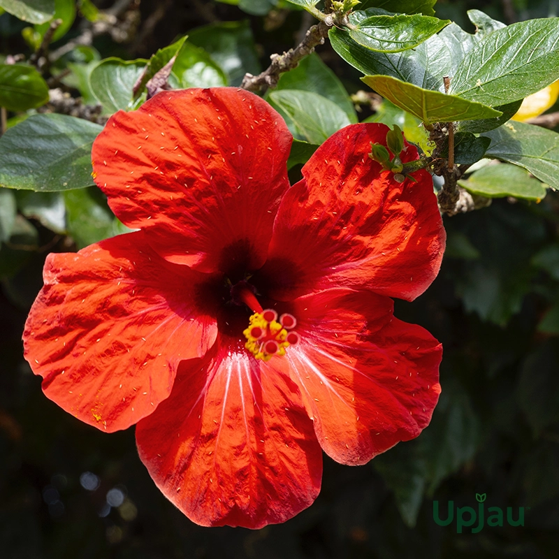 Hibiscus Plant (Gulhad Viceroy) for sale online in India